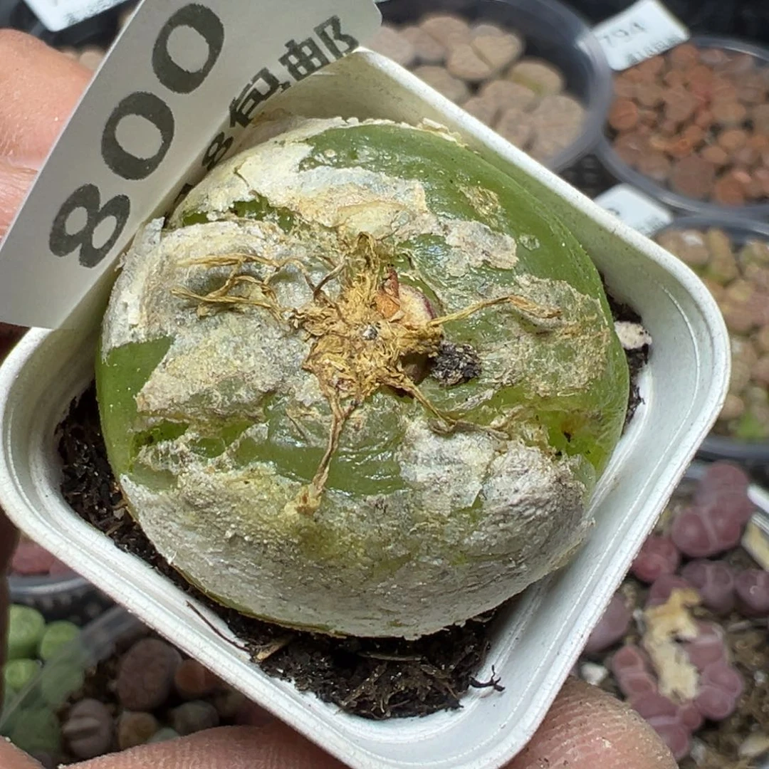 【闪购商品】 800。   伤残 特