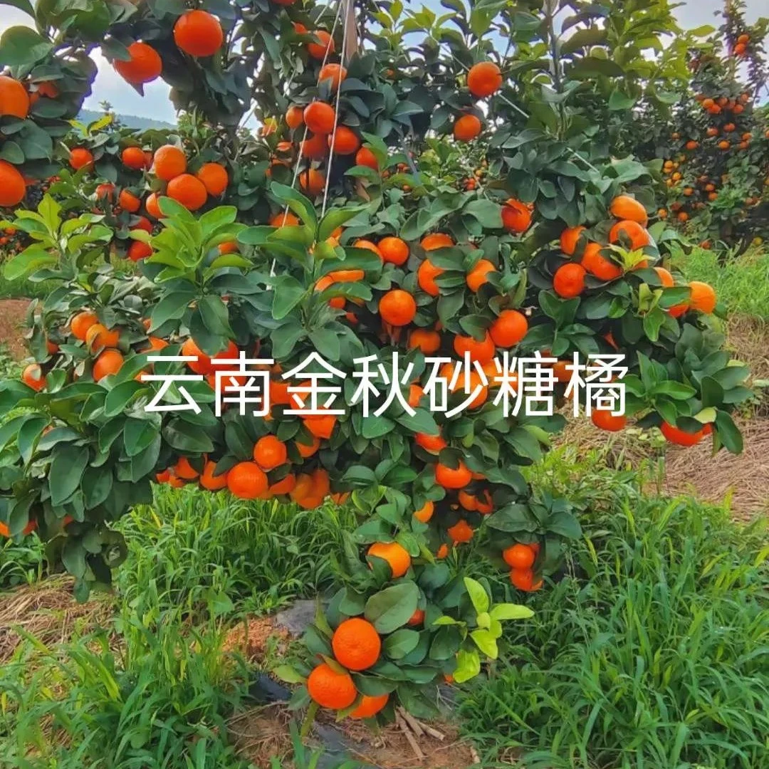 雁塔金秋砂糖橘果树苗容器苗适合盆栽阳台种植嫁接苗基地直发