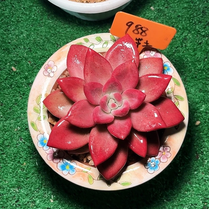 贺菲昕托988号码牌子的