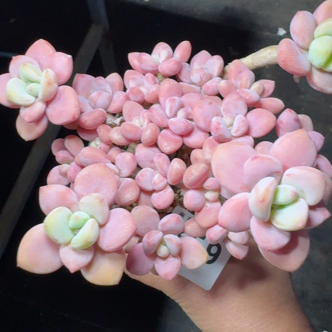 洛神群生整装无砍