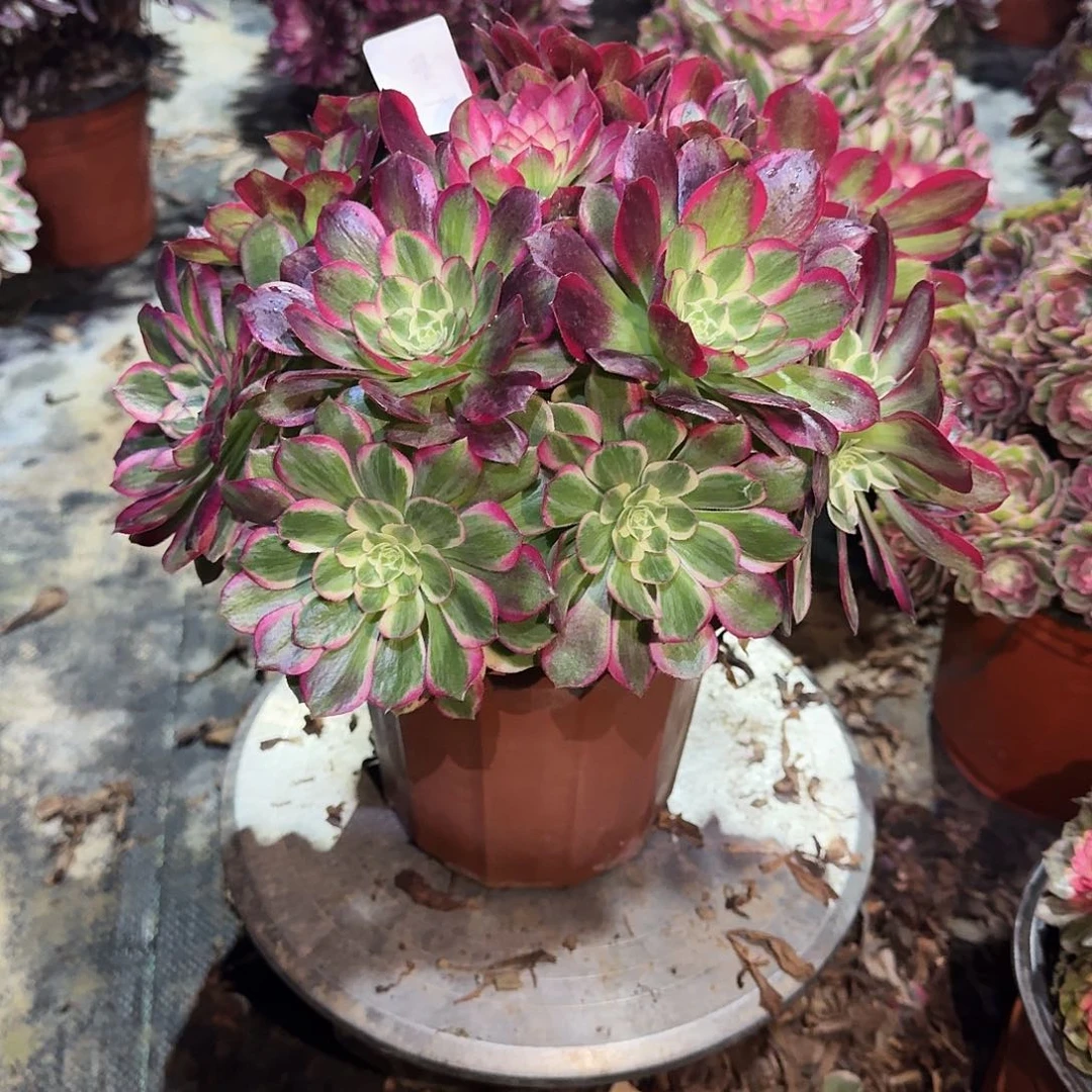 多肉植物粉体海王621