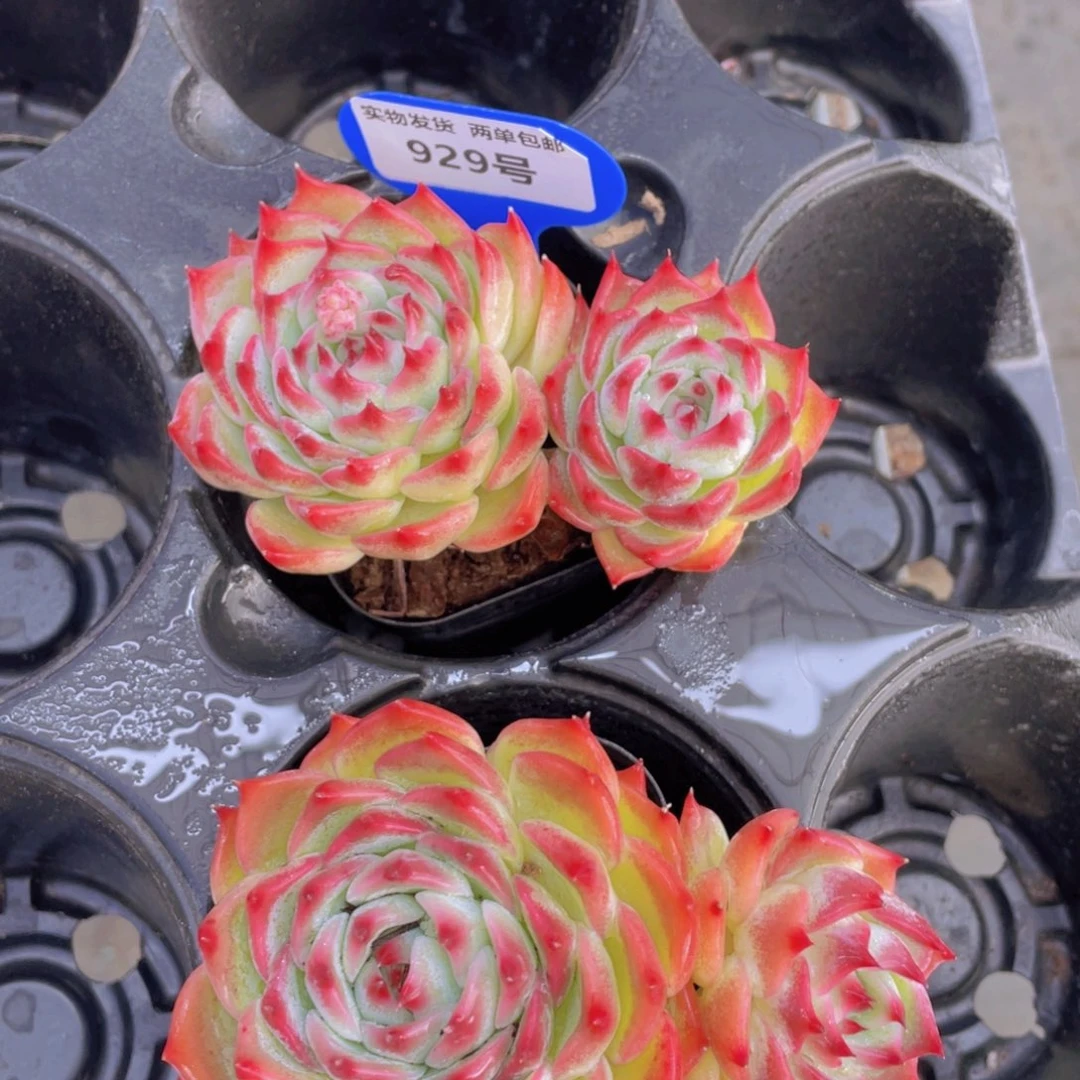 929号吉娃娃单头带仔飘枝一个