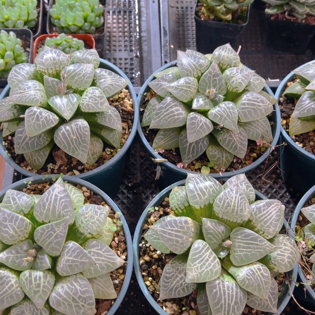 加仑盆水晶康平玉露一颗