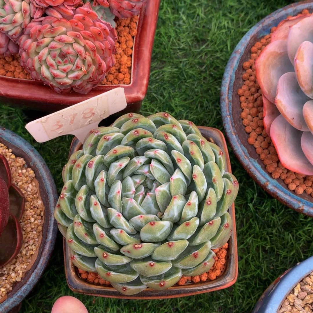 张***肉雪花珍妮多肉植物63636