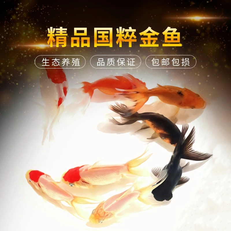 【大尺寸国粹金鱼】8-10厘米 金鱼混发不指定颜色随机 广温观赏鱼