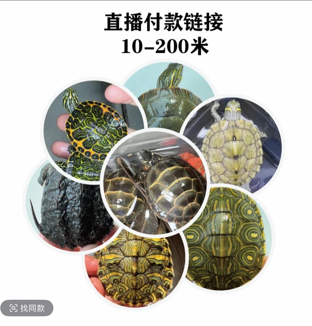 火焰龟活物深水观赏龟宠物龟适合家养的招财龟深水浅水都好养