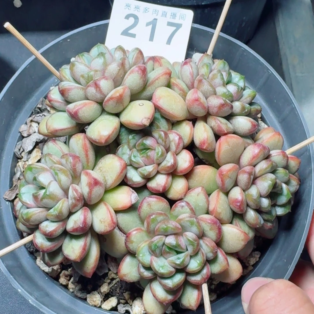 微***晴老桩葡萄            精美多肉植物