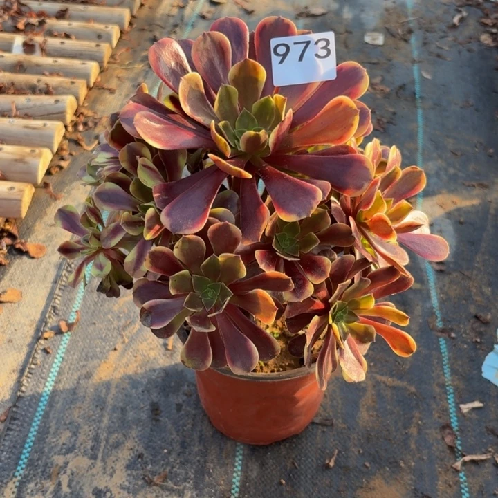 欧佳丽多肉植物不包损973杆不直