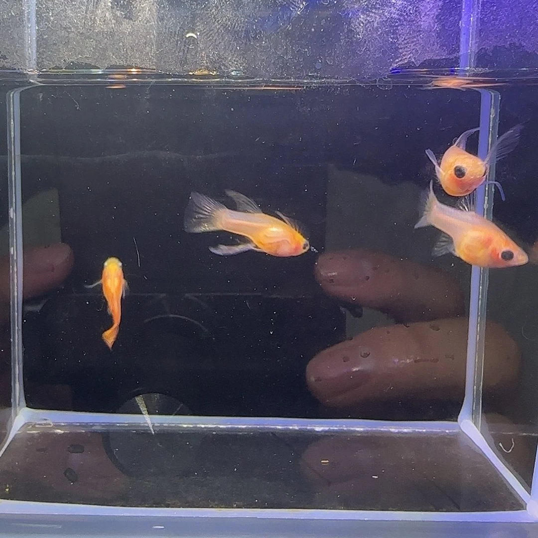 孔雀鱼糖果彩虹1公2C母，一普通体母