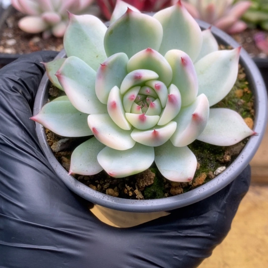 091锦锦锦锦锦锦锦锦