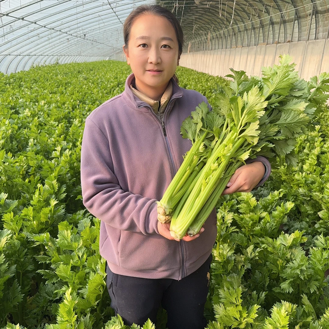 【众旺农场1】西芹 荷兰芹2/3斤新鲜现砍顺丰包邮绿色蔬菜