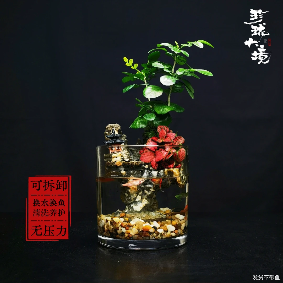 [九里飘香a]九里香创意绿植驱蚊室内景观国风禅意摆件鱼缸12*12cm