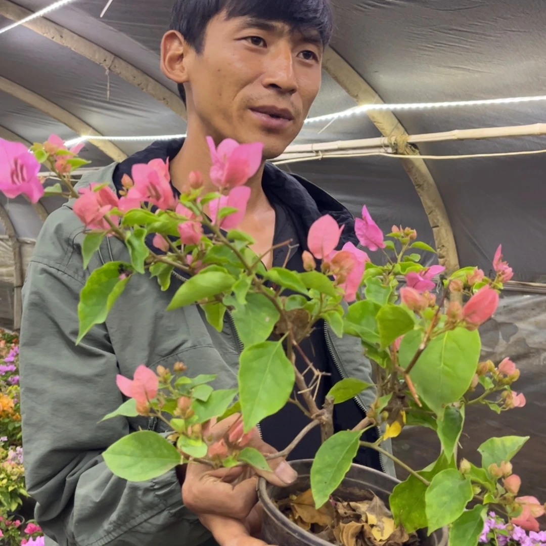 完全开放（橙粉公主）三角梅会落花落叶会光杆苗有大有小