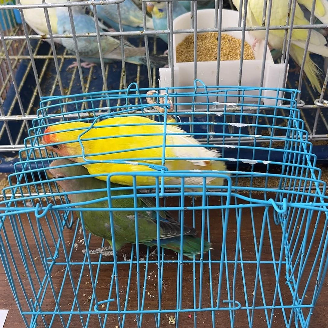 虎皮鹦鹉牡丹鹦鹉