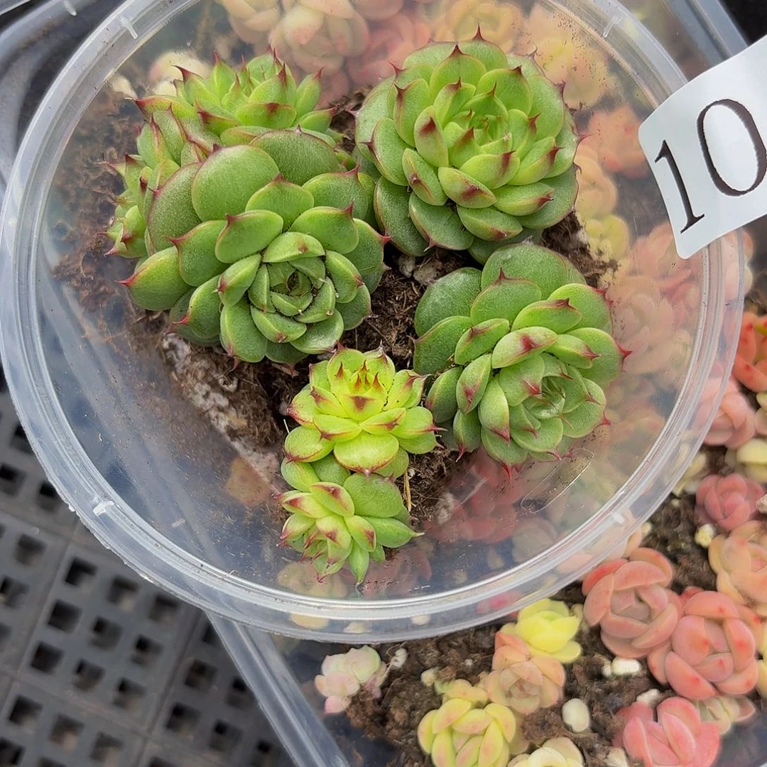 多肉植物多肉植物1014