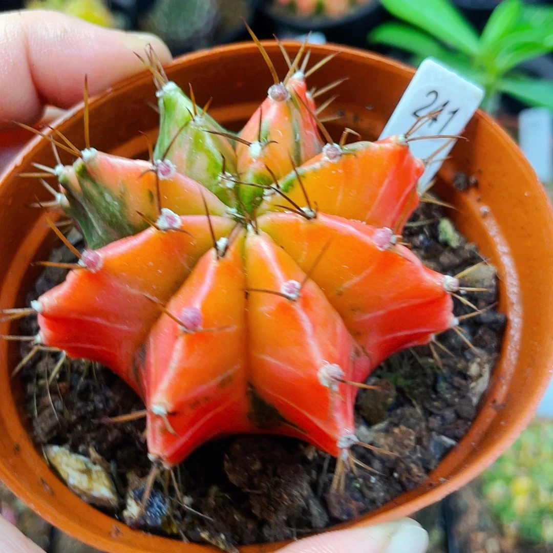 非偏远地区满25包邮仙人球裸根