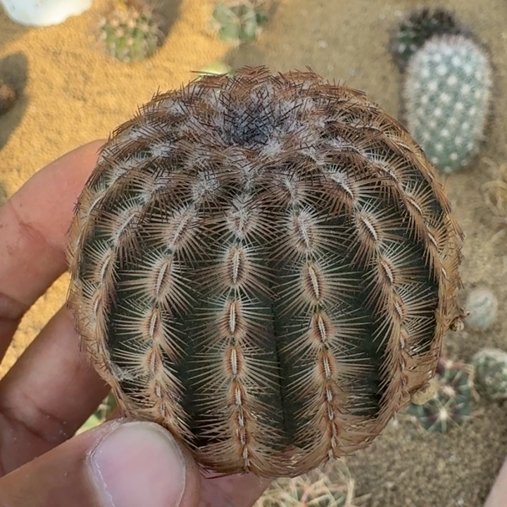 丽光虾无根666666