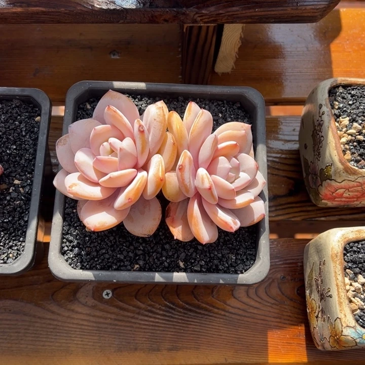 张张精品多肉甄选奶茶