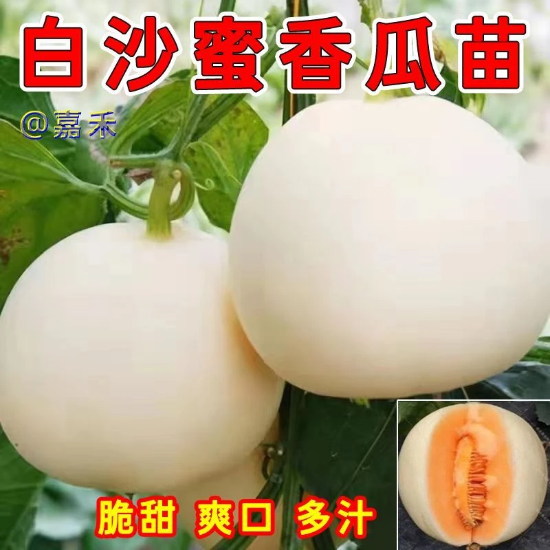 高产白沙蜜甜瓜秧苗带土冰糖甜宝秧苗水果香甜早熟蔬菜瓜苗秧苗