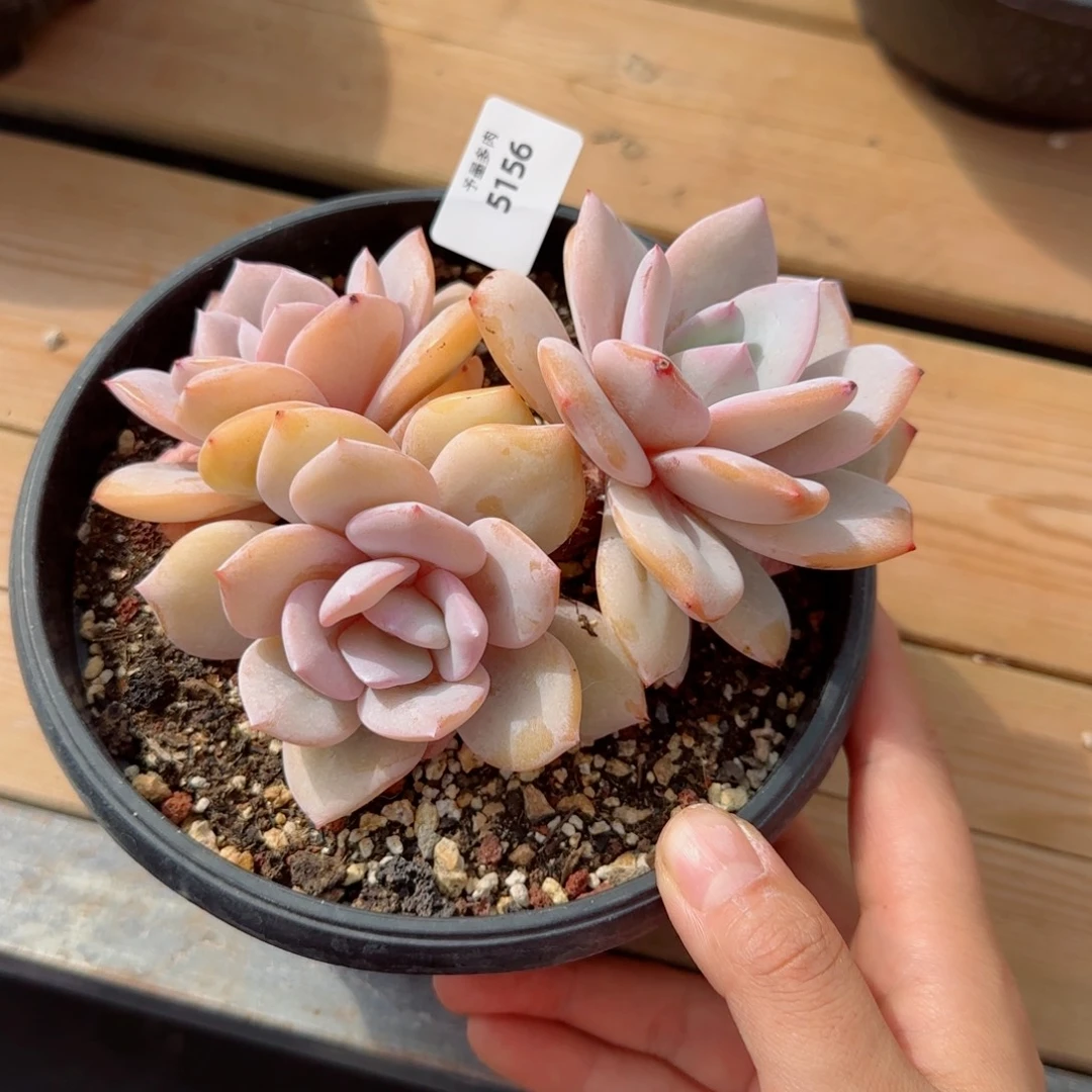 一***新奶茶微瑕，5156多肉植物