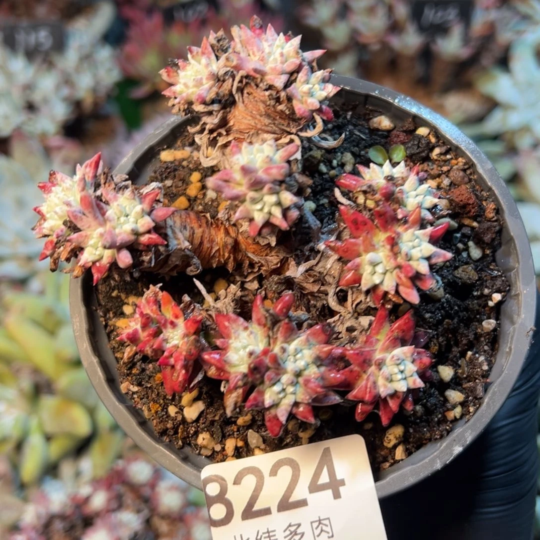 8224哈哈哈哈哈哈哈哈