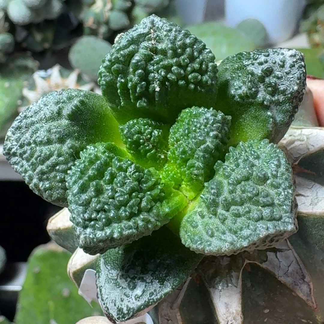 【闪购商品】无花朵飘****你哥斯拉031
