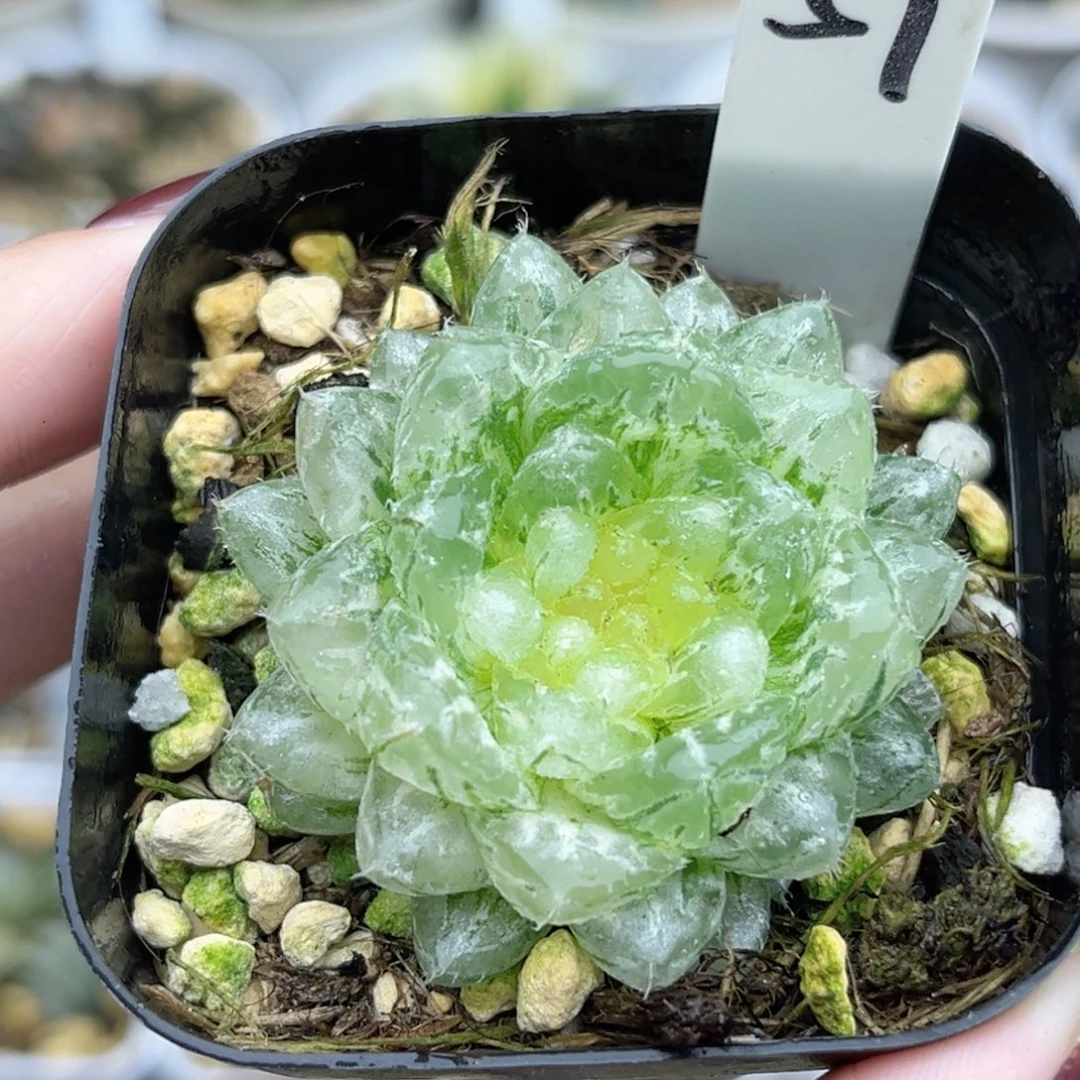 59变异翠云锦福利专场