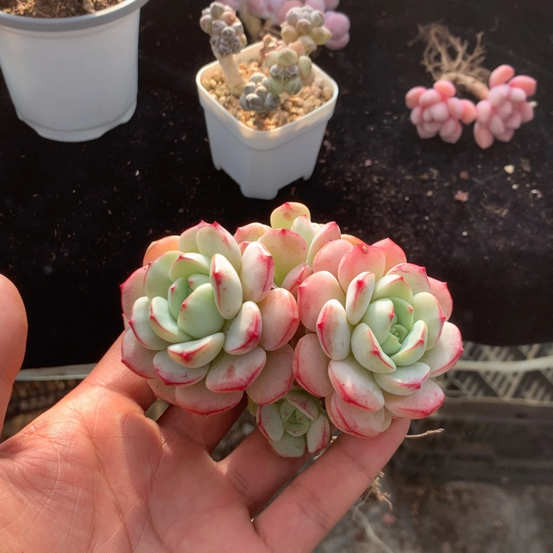 汪***汪我们是真的没有关系嘛