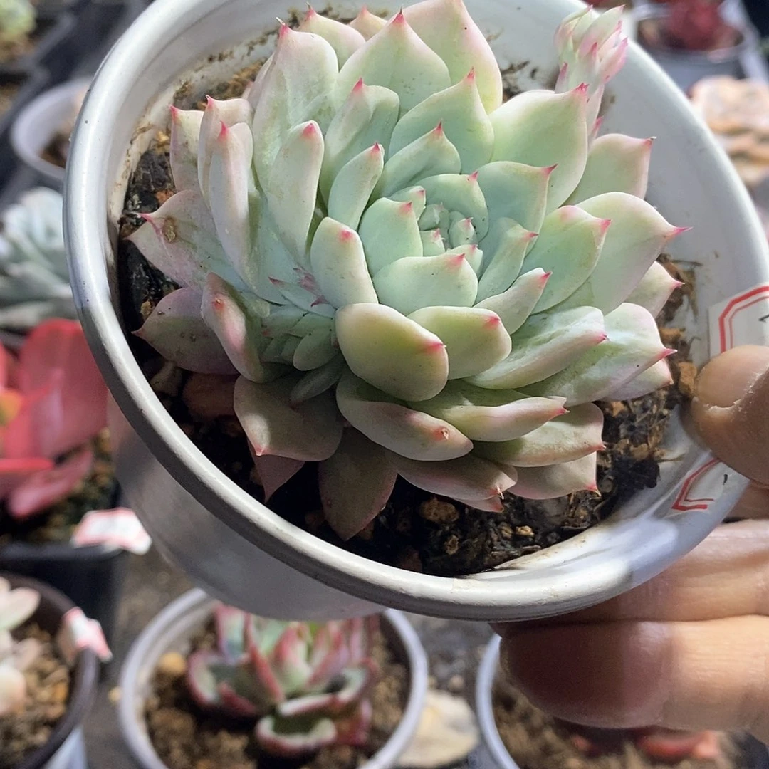 A761精美多肉tp锦