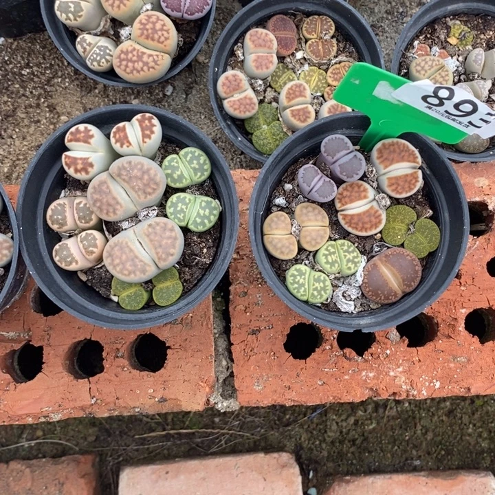ℳ***₀生石花等植物的生长893