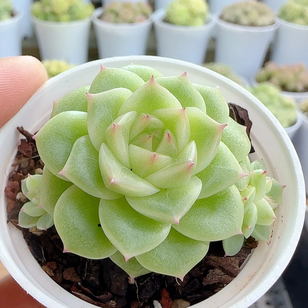 1108-5（优选麦杆）