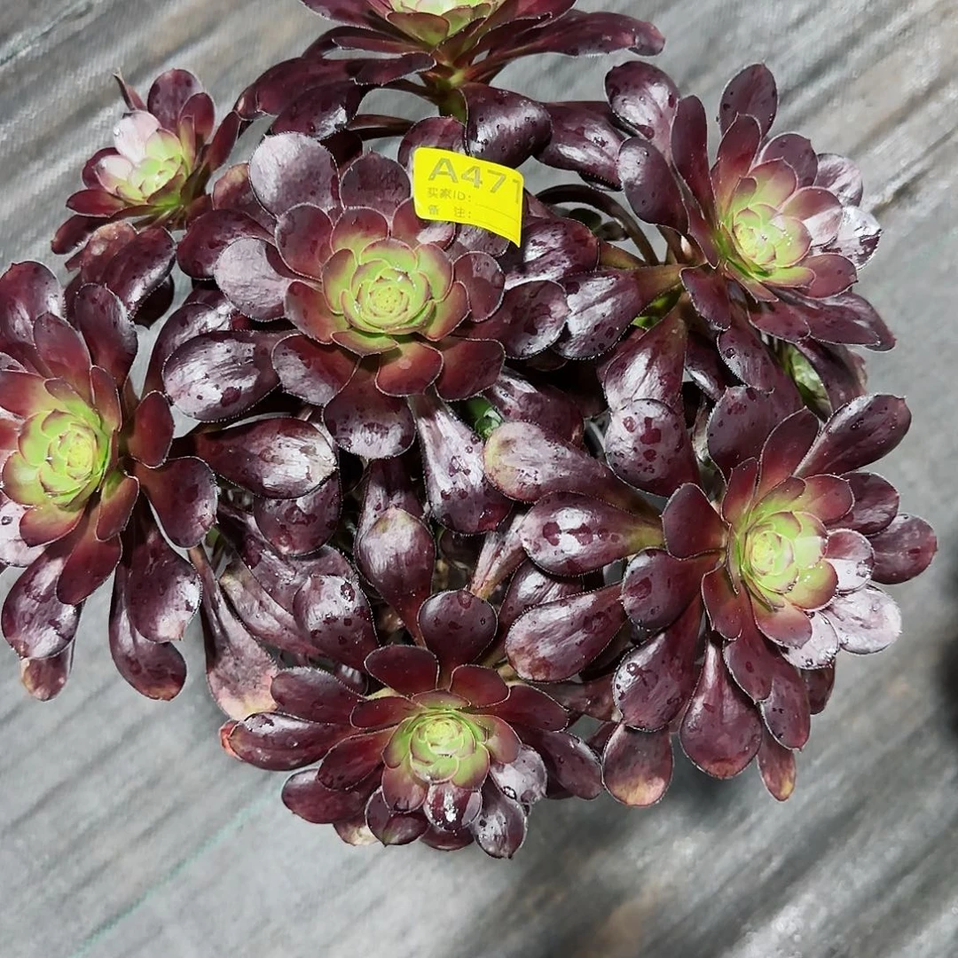 红酒杯法师多肉植物471