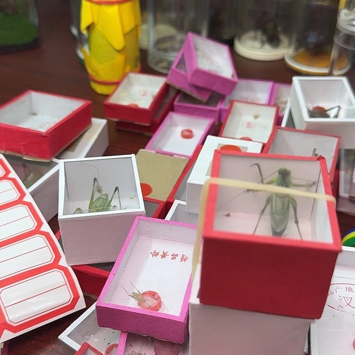 河***赁蟋蟀2条长短须扎嘴。