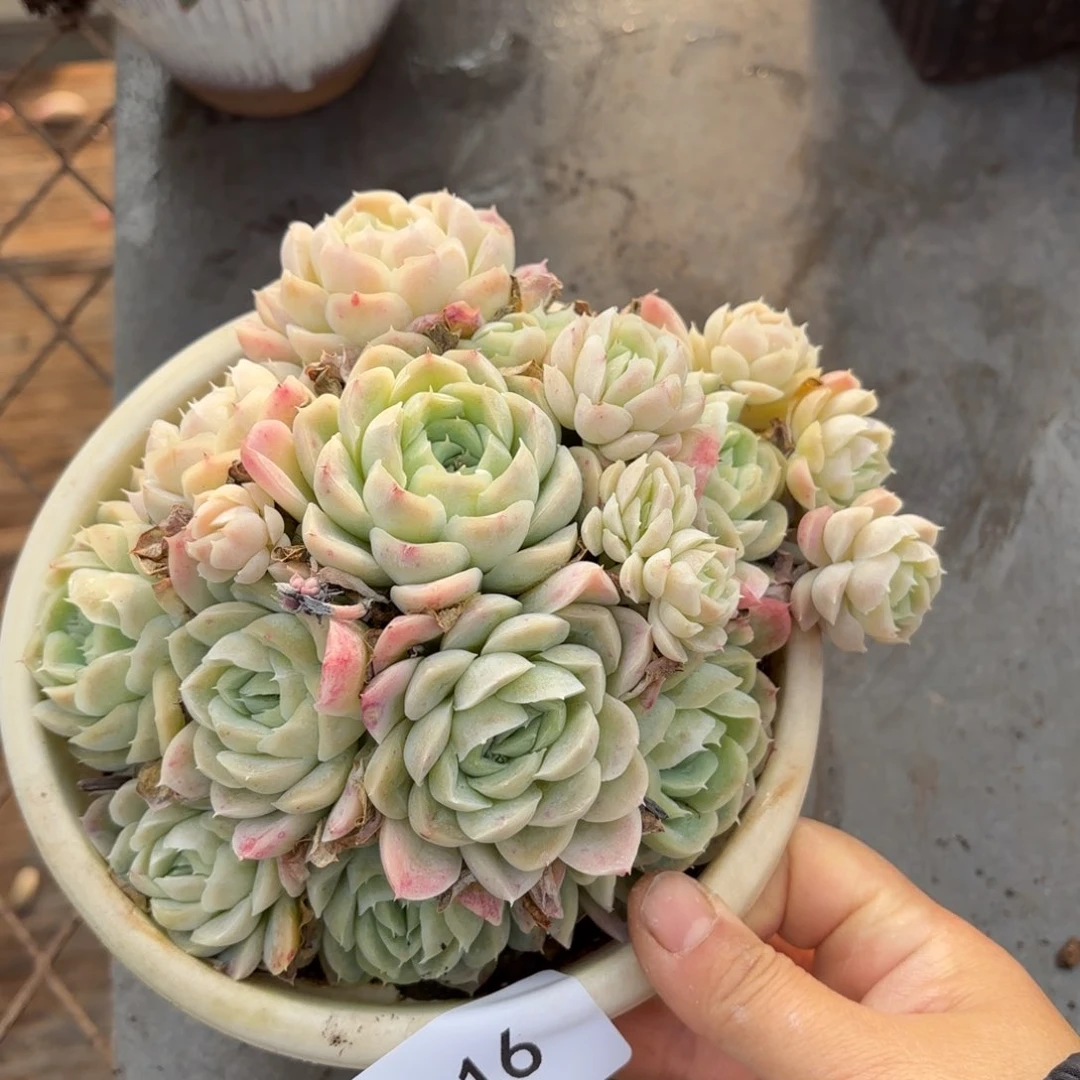 同温层多肉西娜16