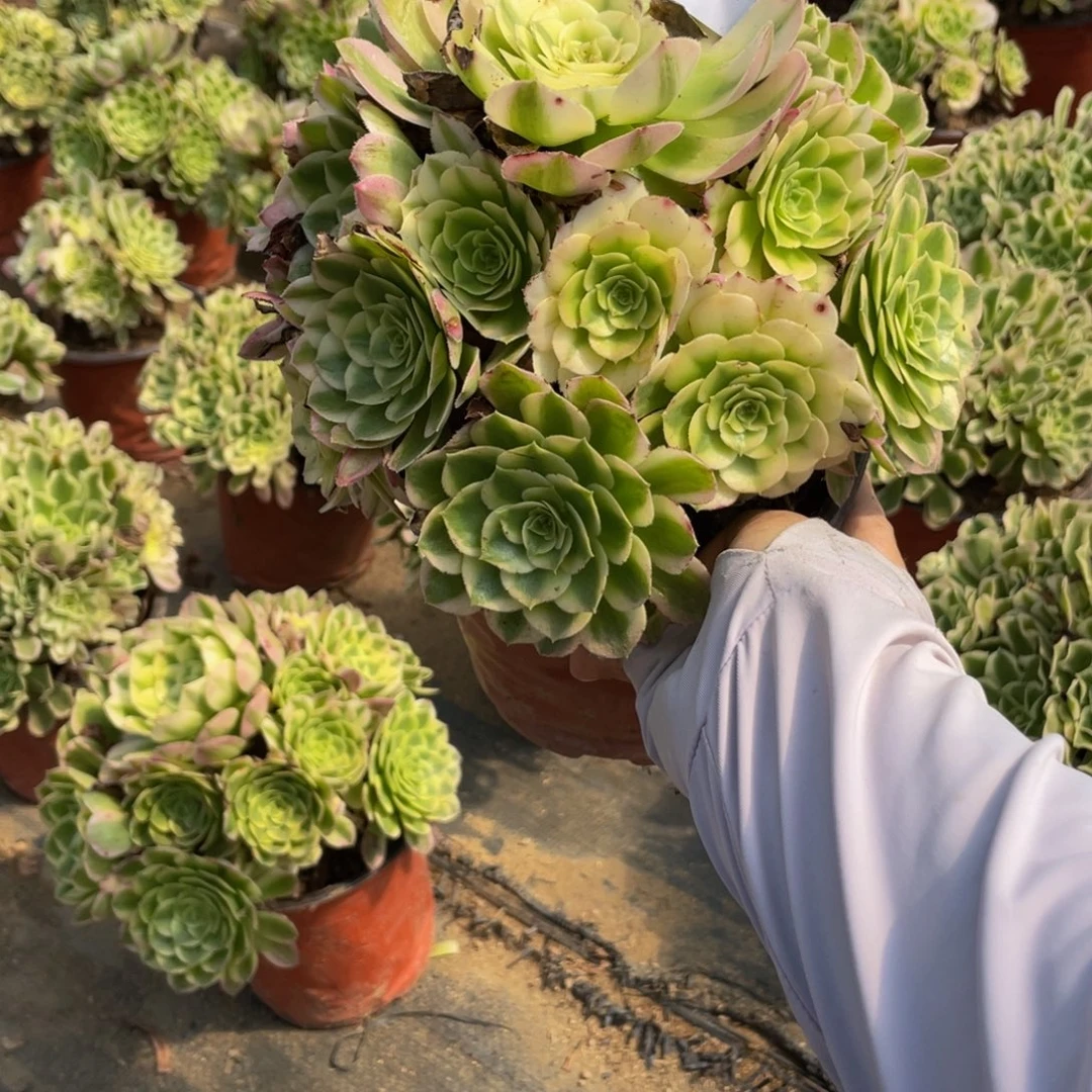 228海仙法师多肉断枝不包