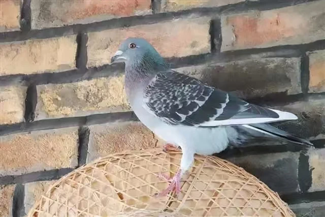 三年的老鸽子一包两只装