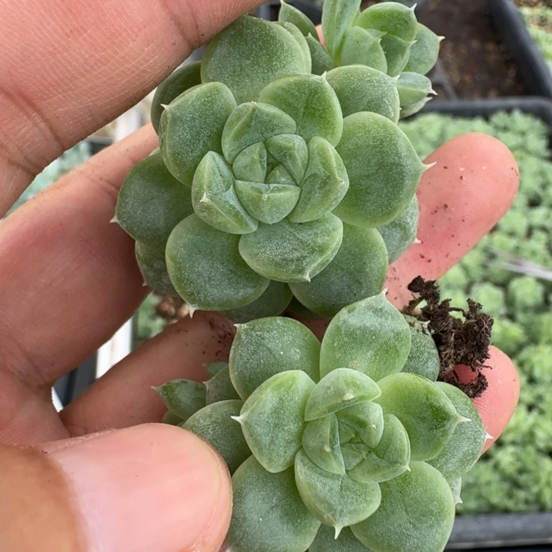 如图优选麦秆叶插一份