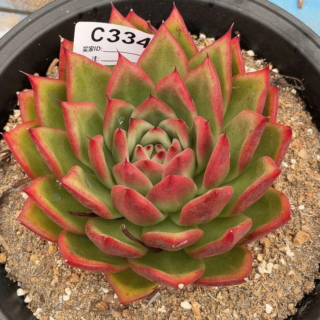 若如东云单拍C334