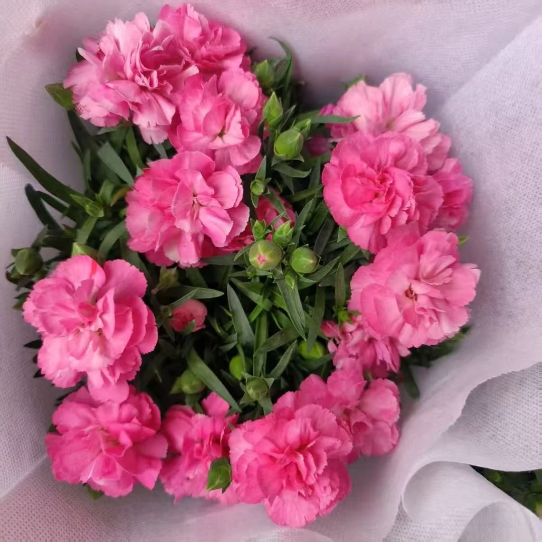 康乃馨鲜花盆栽石竹四季开花带花苞阳台庭院客厅节日礼物绿植花卉