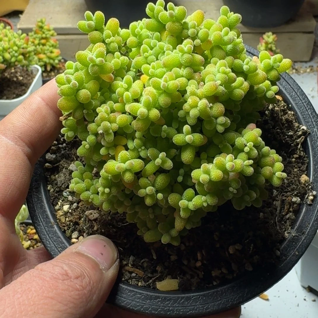 m***a多肉植物枝干番杏