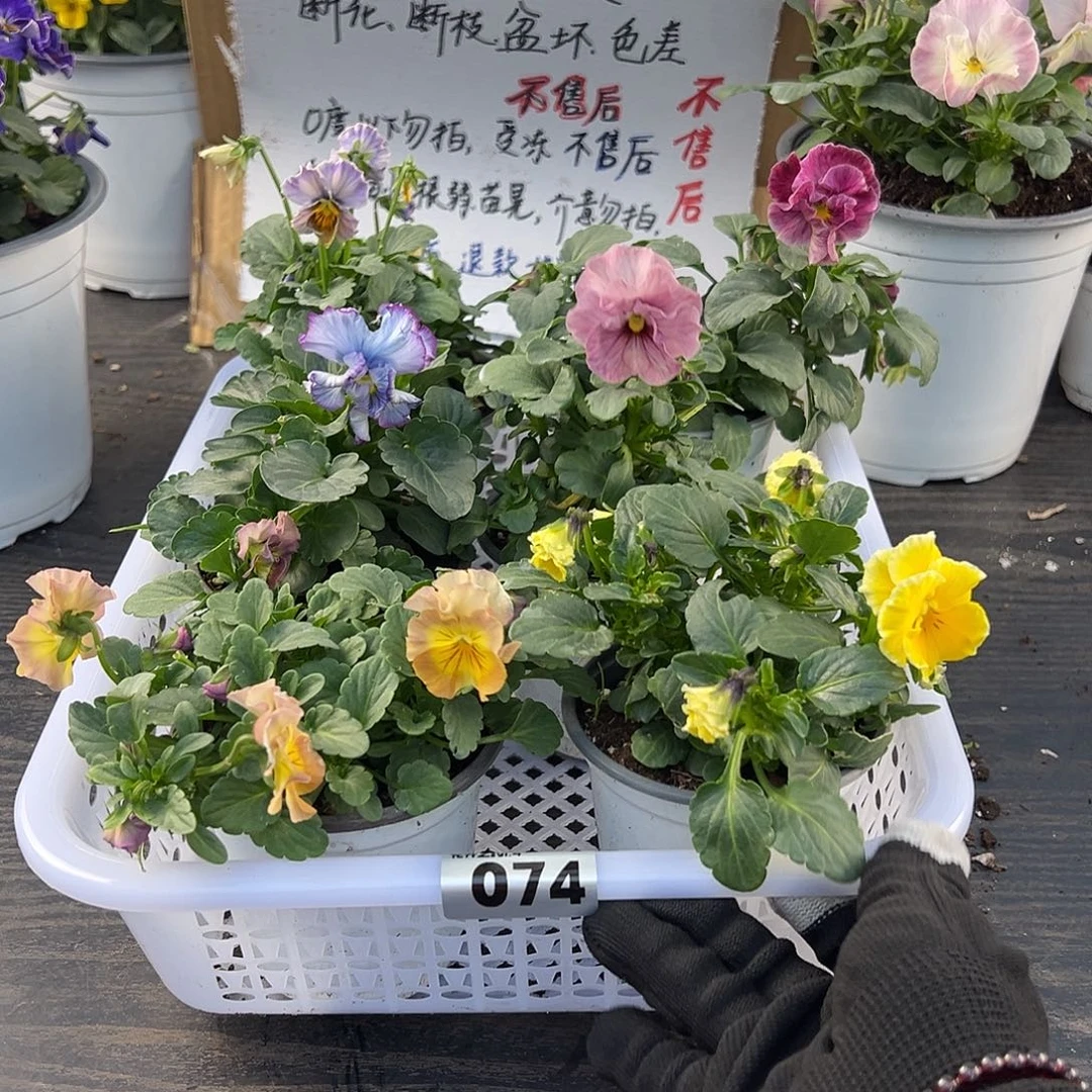 大部分花苞少量开放074号