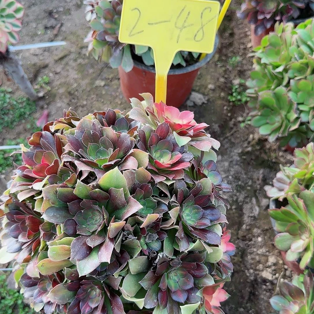 2-48+--多头多肉植物