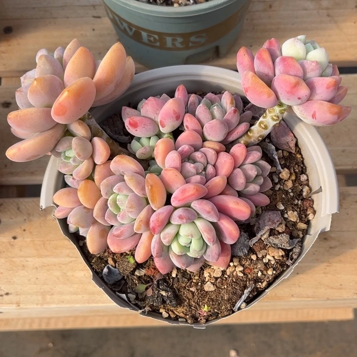 露凝香多肉植物3 1