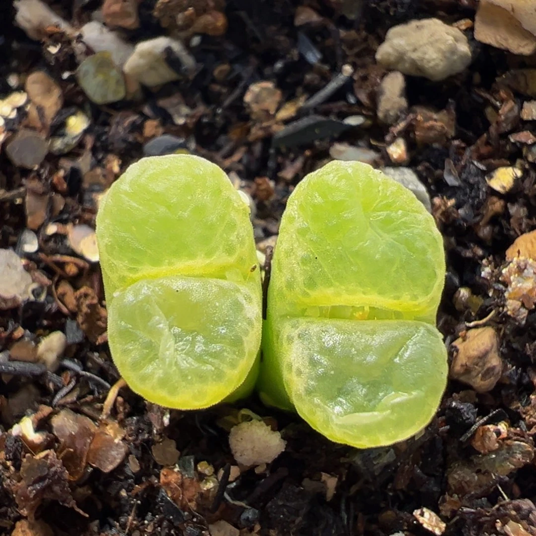 157多肉植物百科植物