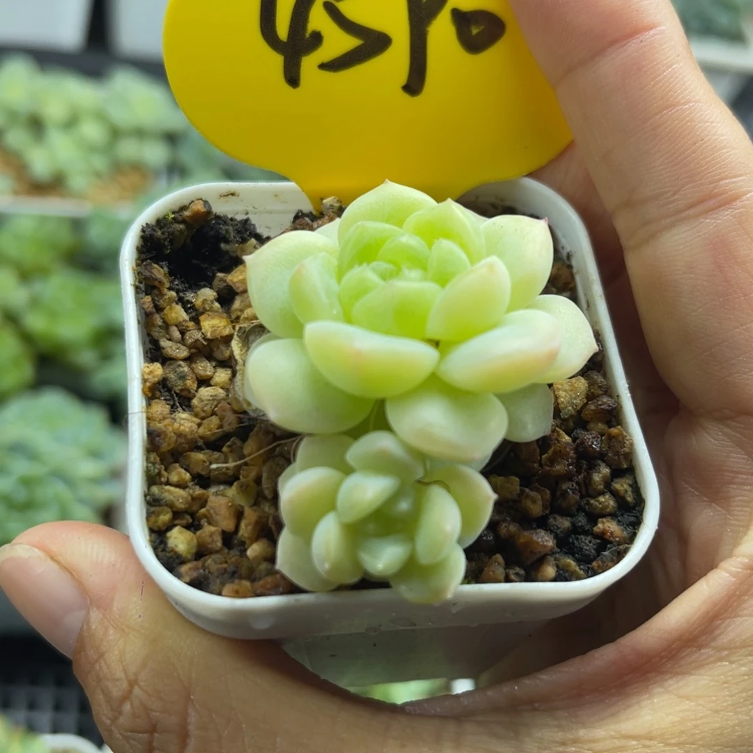 奶油财富双头4590