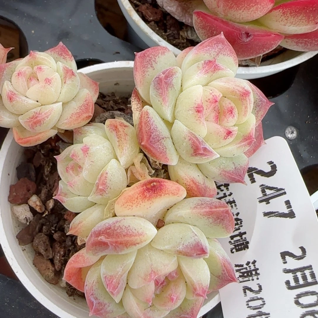 花语逸镜0206-247