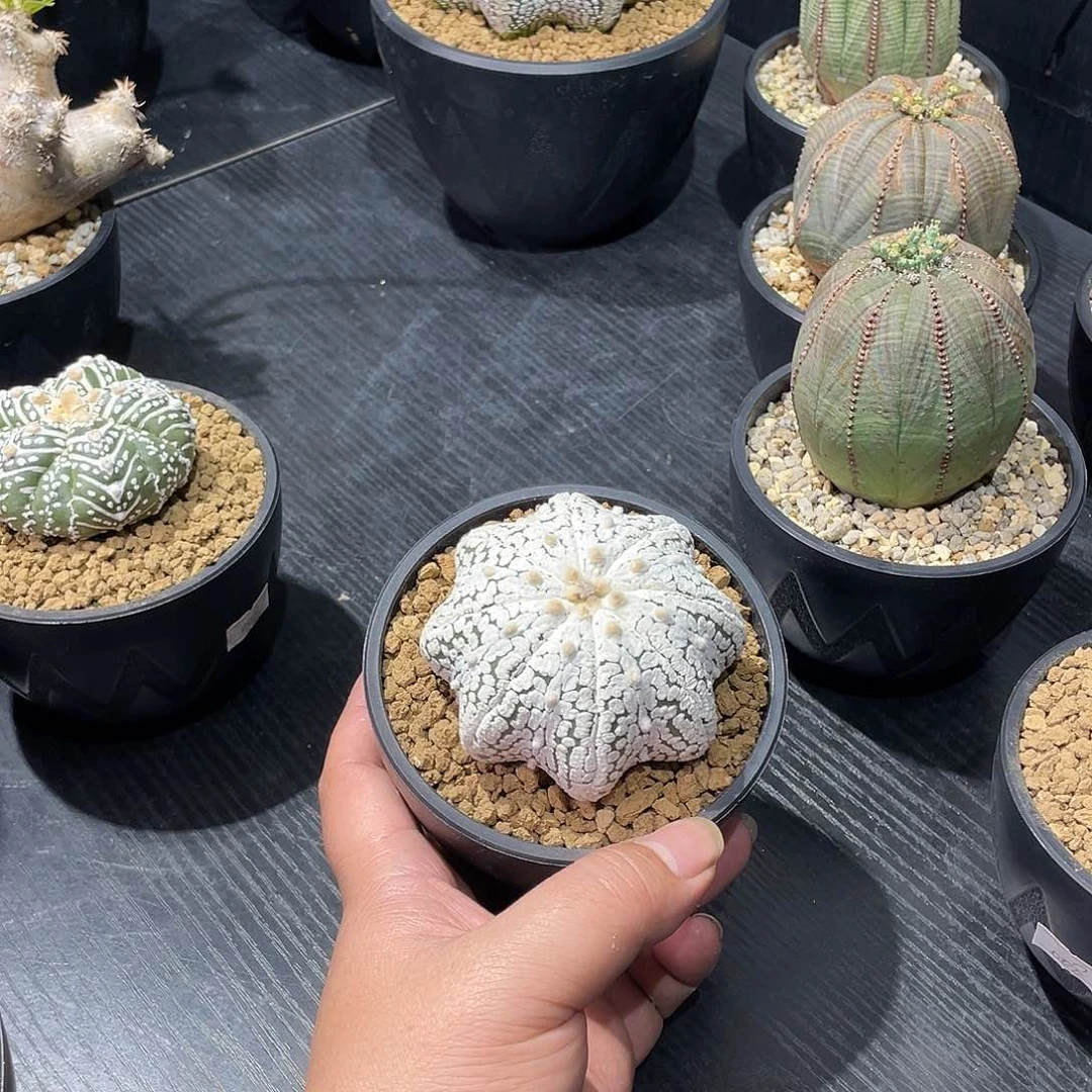 浓白海星超兜包邮