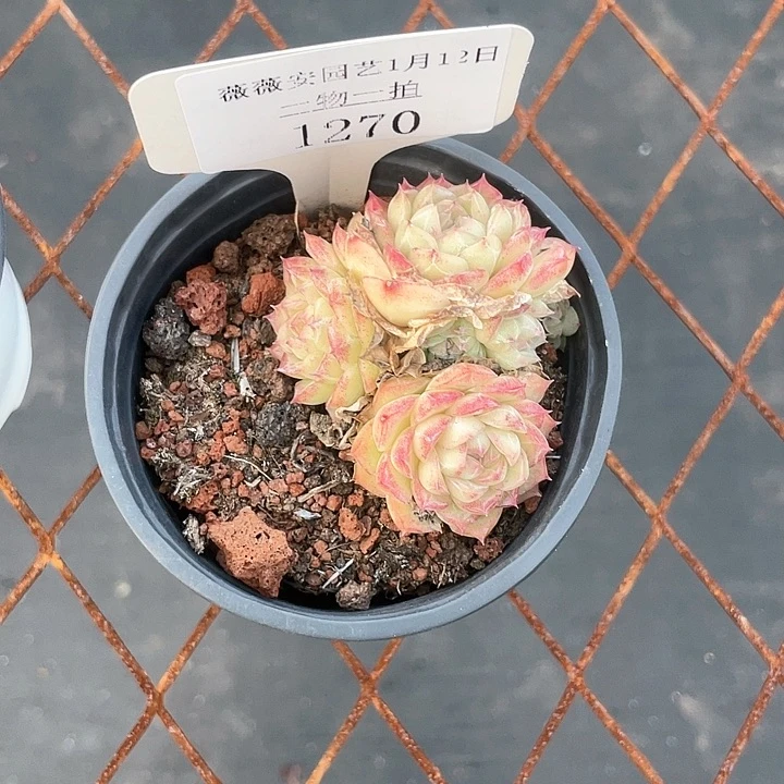 薇薇安园艺多肉1270