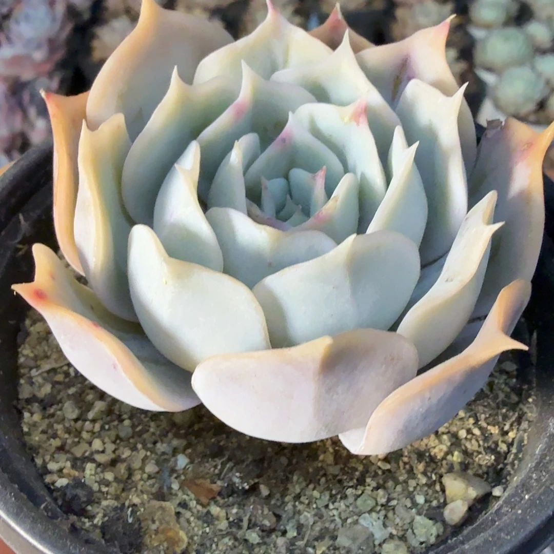 随机发七公分蓝鲸满20包邮