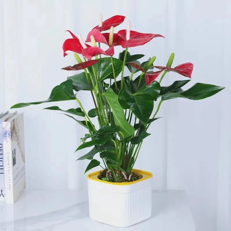 精品红掌盆栽带花四季开花室内绿植净化空气好养花卉